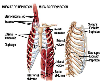 abdominal breathing